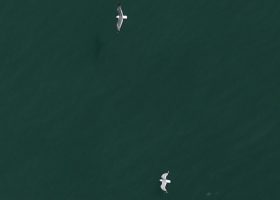 Suivi de la mégafaune marine par imagerie aérienne