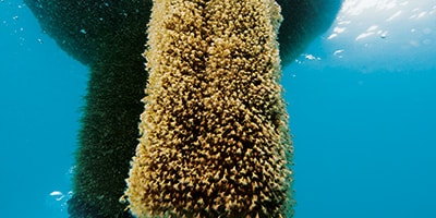 Bibliographical Atlas of Biofouling
