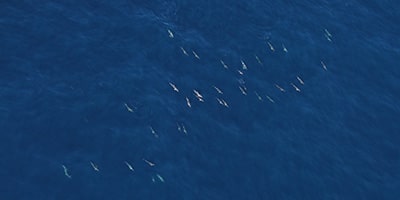 OWFSOMM Report – Monitoring of marine megafauna