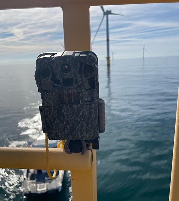 Understanding and reducing the impacts of offshore wind on marine biodiversity