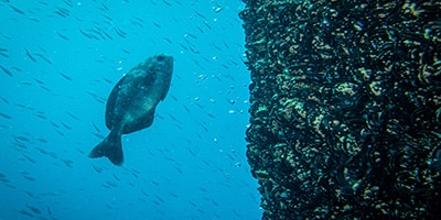 COME3T bulletin n°03 - Reef effect