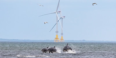 COME3T bulletin n°04 - Marine mammals