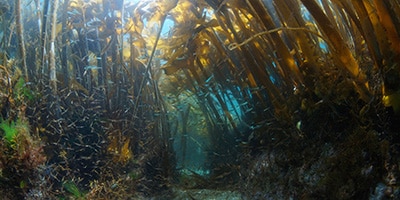 COME3T bulletin n°10 - Essential habitats of fish