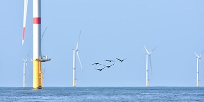 COME3T bulletin n°12 - Use of offshore wind farms by birds