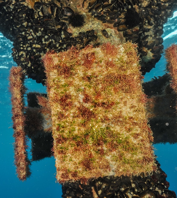 Des bouées instrumentées pour étudier le biofouling
