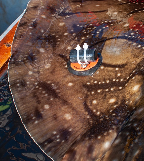 Tagging of fish and crustaceans