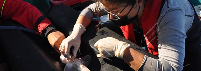 A team of scientists qualified to carry out acoustic telemetry monitoring