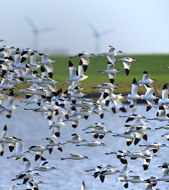 AVOCET Project