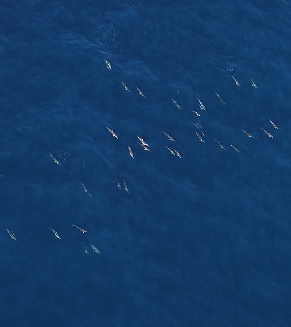 Projet OWFSOMM